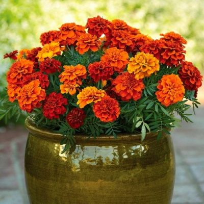 Tagetes pat Bonanza Fireball