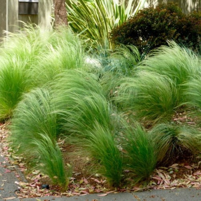 Stipa tenuifolia Pony Tail