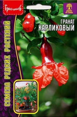 Гранат Карликовый