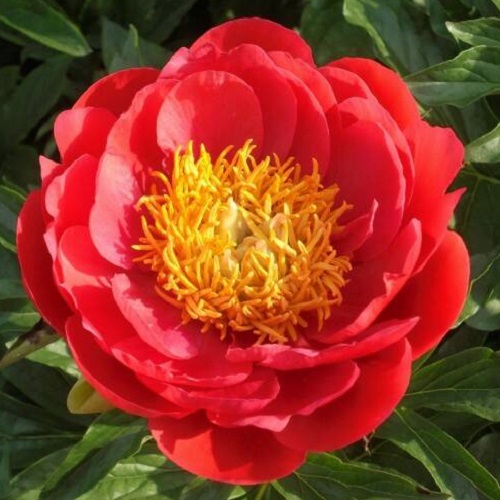 Paeonia Coral Magic