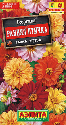 Георгина Ранняя птичка, смесь сортов