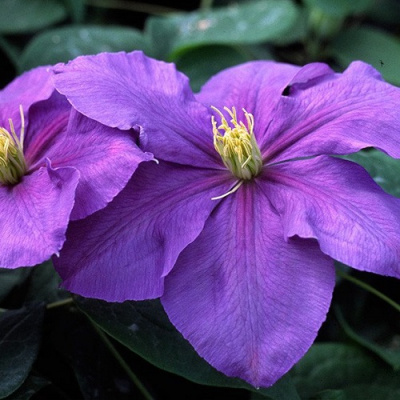 Clematis General Sikorski_0