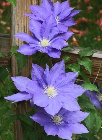 Clematis  H.F. Yong