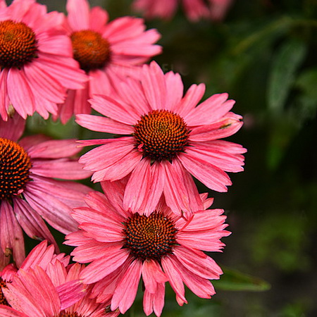 Echinacea Meditation Cerise