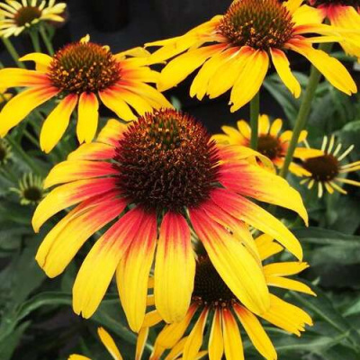 Echinacea Parrot