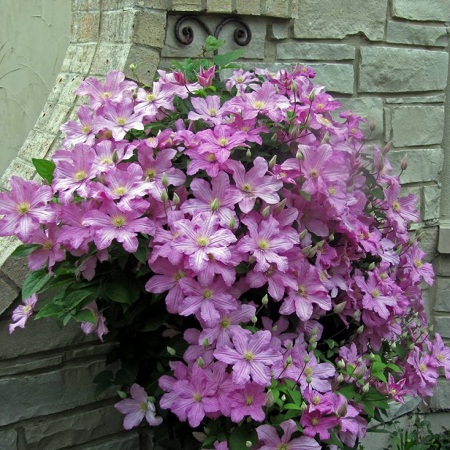 Clematis Comtesse De Bouchaud2
