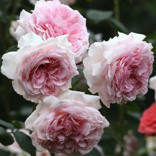 Rosa Alexandra Princesse de Luxembourg_2