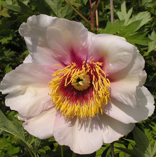 Paeonia Helene Martin_2