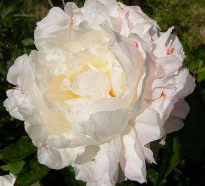 Paeonia Shirley Temple_3