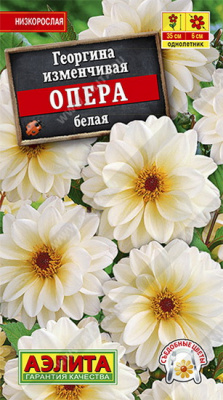 Георгина Опера белая