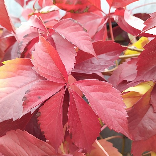 Parthenocissus_2