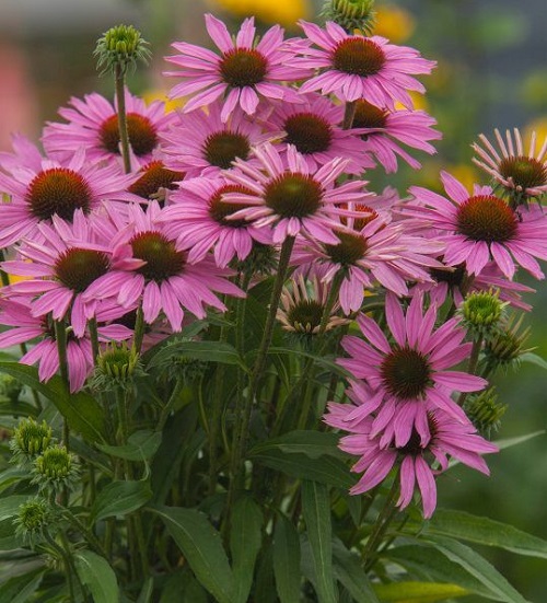 Echinacea Fountain Light Purple