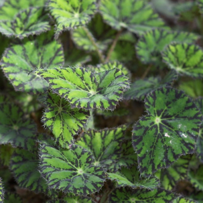 Begonia bowerae