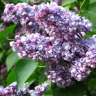 Syringa vulgaris Ami Schot