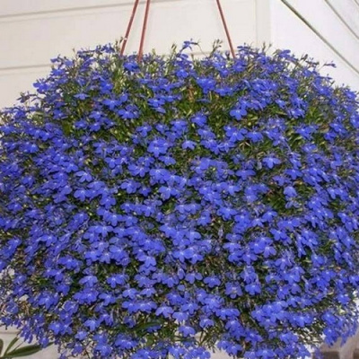Лобелия Regatta Vidnaght Blue (Ампельная)