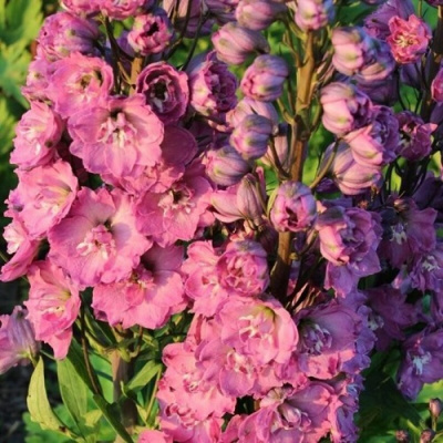 Delphinium Delphi's Pink Power