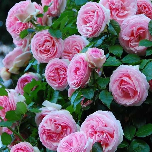 Rosa Grimpant Pier de Ronsard_3