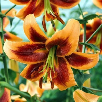 Lilium Debby
