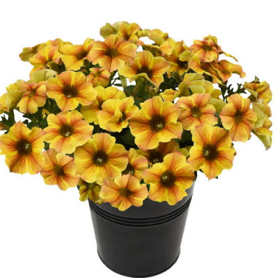 Петхоа BeautiCal Caramel Yellow