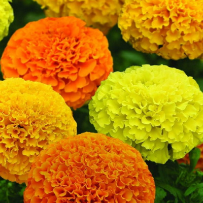 Tagetes nana Marvel mix