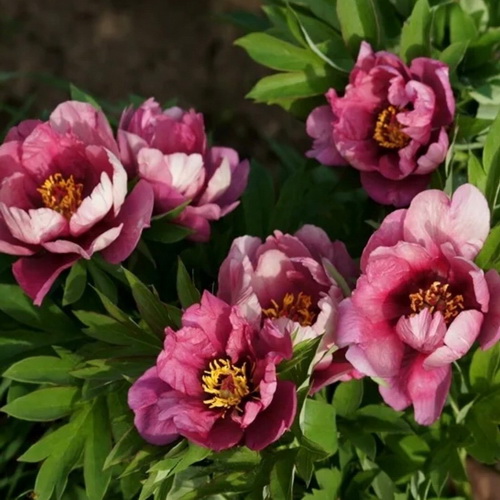 Paeonia Yankee Doodle Dandy_2