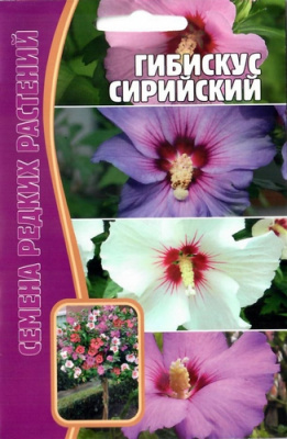 Гибискус Сирийский