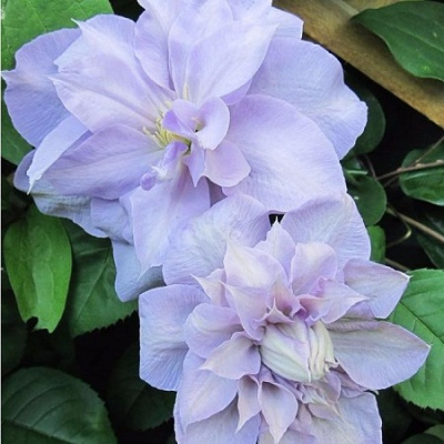 Clematis Louise Rowe