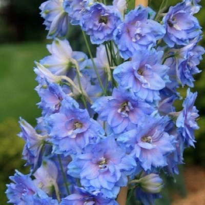 Delphinium Delphi's Blue Power