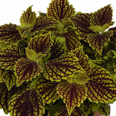 Coleus Main Street Venice Boulevard_1