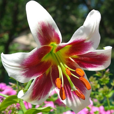 Lilium Robert Griesbach