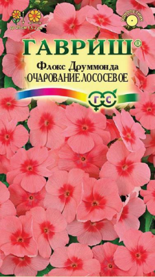 Флокс друммонда Очарование лососевое