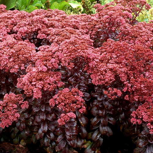 Sedum Dark Magic_1