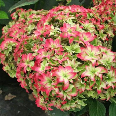 Hydrangea macrophylla Magical Farfalla