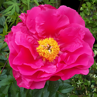 Paeonia Paula Fay_4