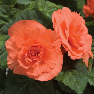 Begonia Double Salmon