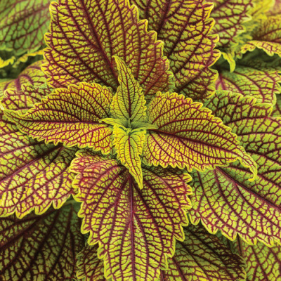 Coleus Golden Dreams