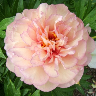 Paeonia Itoh Scrumdidleyumptious