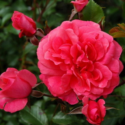 Rosa Bad Birnbach