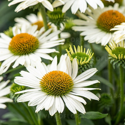 Echinacea Pearl White