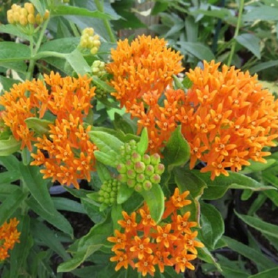 Asclepias Gay Butterflies