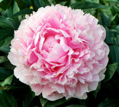 Paeonia Pillow talk