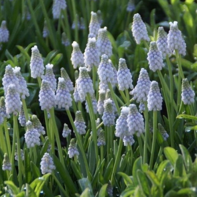 Muscari Peppermint