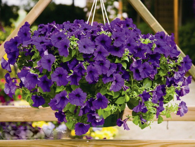 Petunia Prelude Blue