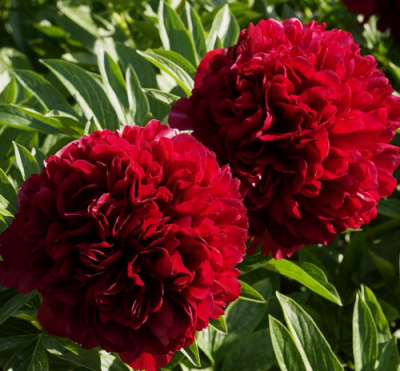 Red Grace