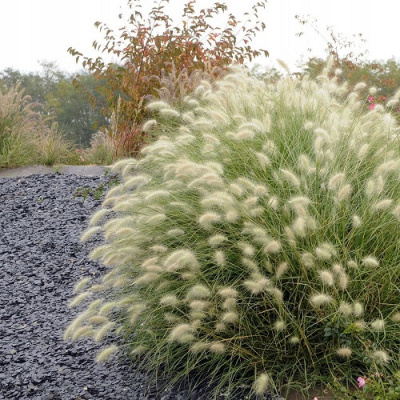 Pennisetum villosum Fluffy