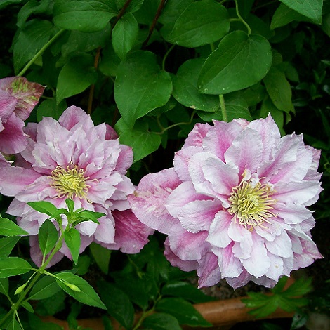 Clematis Piilu4