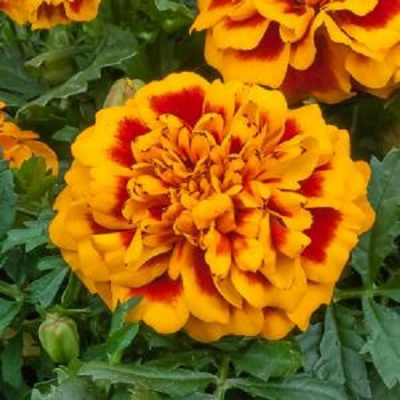 Tagetes patula Chica Flame