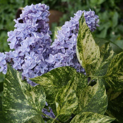 Syringa Aucubaefolia