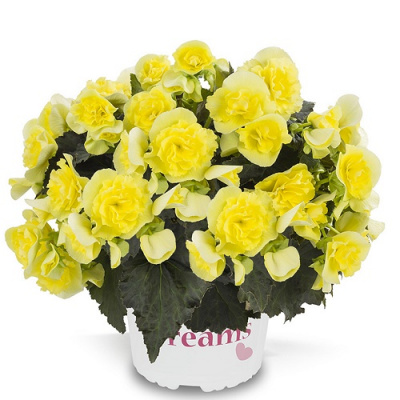 Begonia Solenia  Yellow