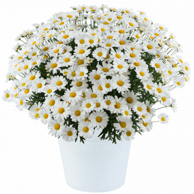 Argyranthemum Lollies White Chocolate